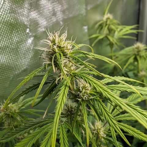 Emma growlog timeline photo
