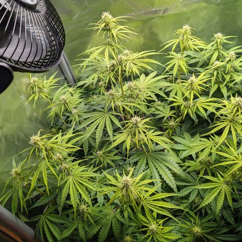 Emma growlog timeline photo