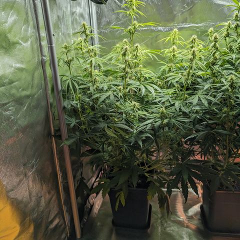 Emma growlog timeline photo