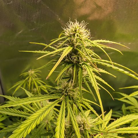 Emma growlog timeline photo