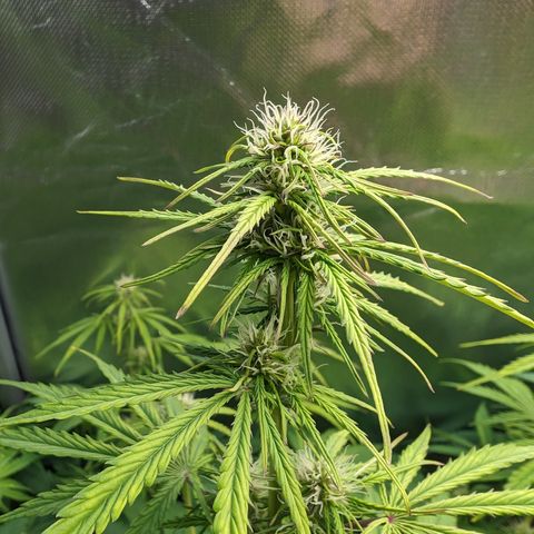 Emma growlog timeline photo