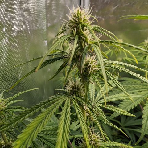 Emma growlog timeline photo