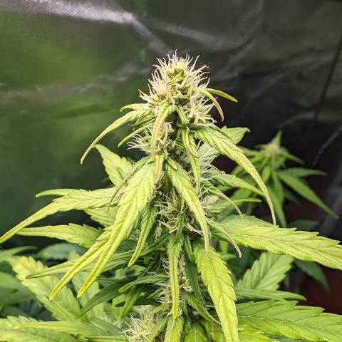 Emilia growlog timeline photo