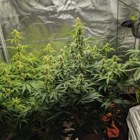 Emilia growlog timeline photo