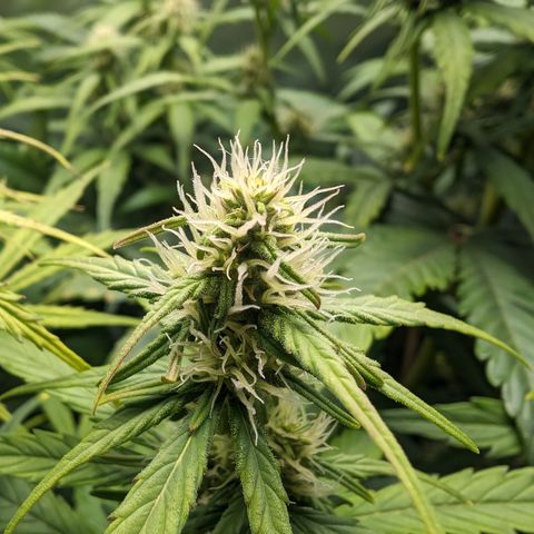 Emilia growlog timeline photo