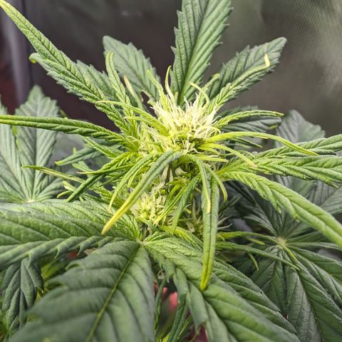 Elena growlog timeline photo