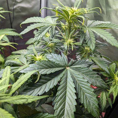 Elena growlog timeline photo
