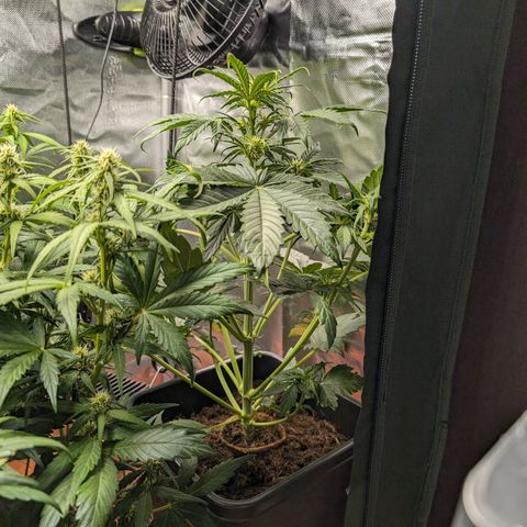 Elena growlog timeline photo