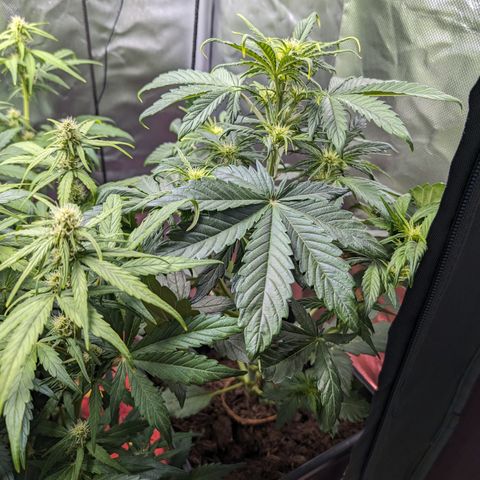Elena growlog timeline photo