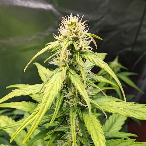 Emilia growlog timeline photo
