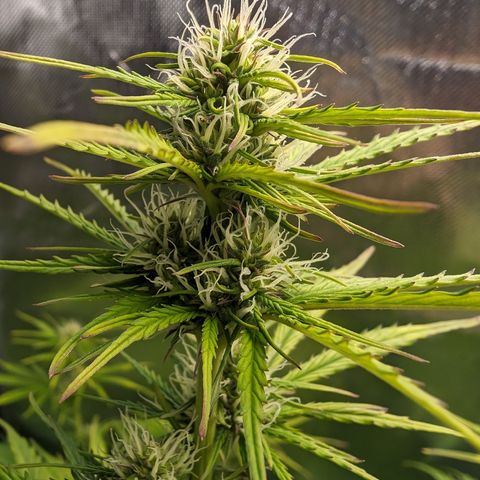 Emma growlog timeline photo