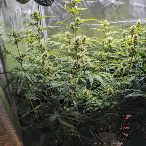 Emma growlog timeline photo