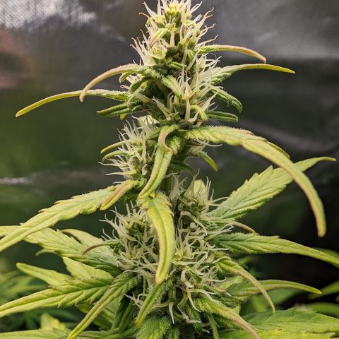 Emilia growlog timeline photo