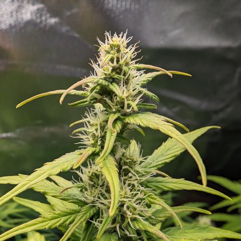 Emilia growlog timeline photo