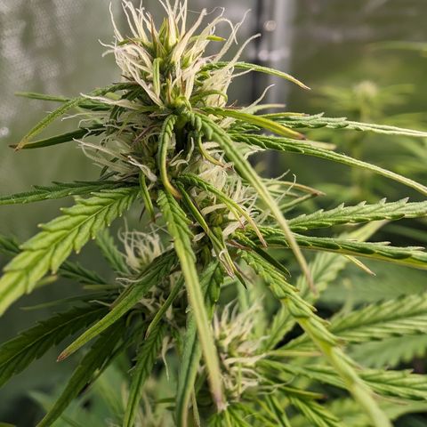 Emma growlog timeline photo
