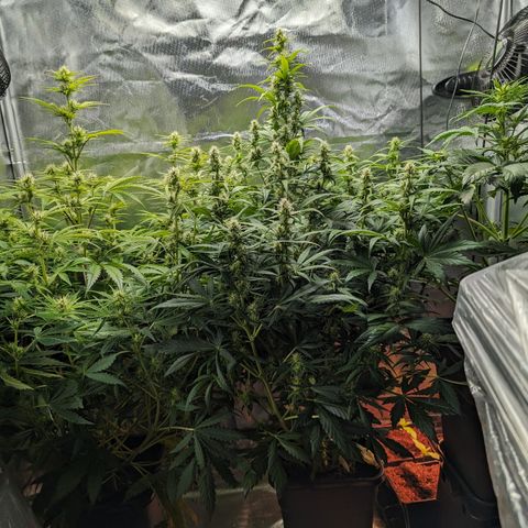 Emilia growlog timeline photo