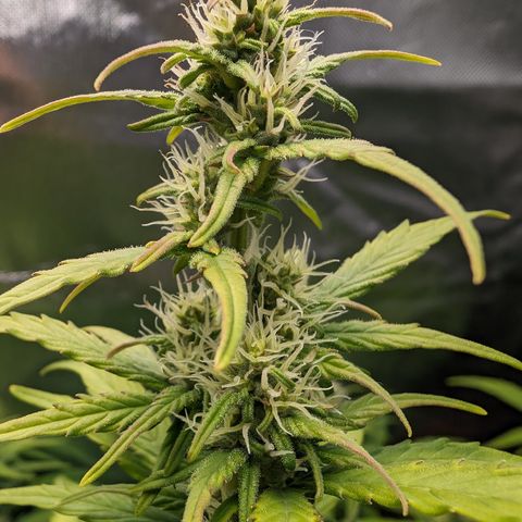 Emilia growlog timeline photo