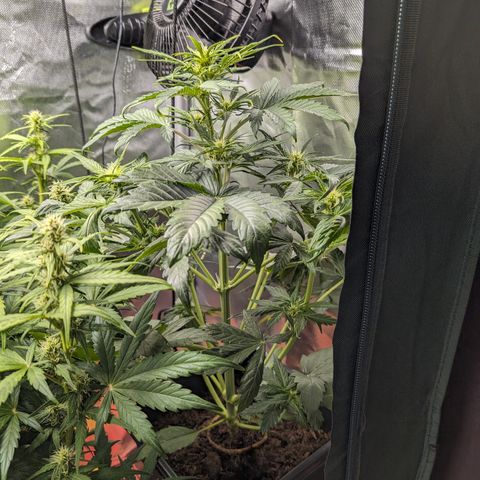 Elena growlog timeline photo
