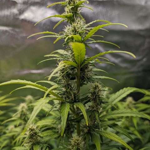 Emilia growlog timeline photo