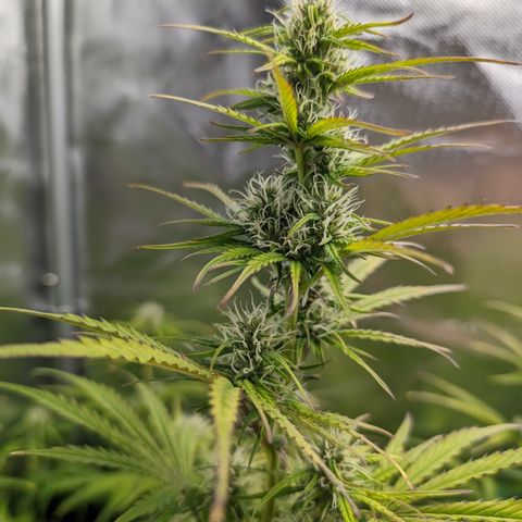 Emma growlog timeline photo