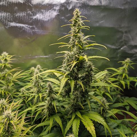 Emilia growlog timeline photo