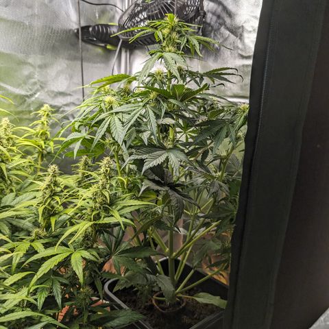 Elena growlog timeline photo