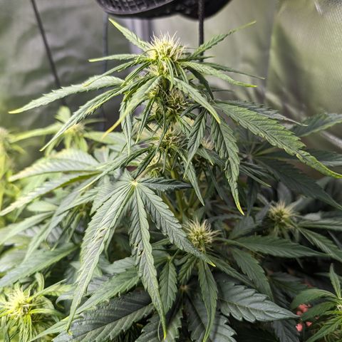 Elena growlog timeline photo