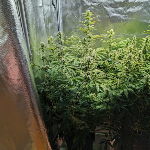 Emma growlog timeline photo