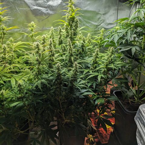 Emilia growlog timeline photo