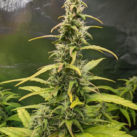 Emilia growlog timeline photo