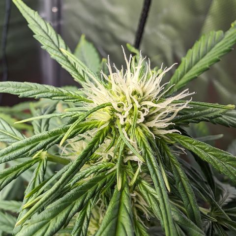 Elena growlog timeline photo