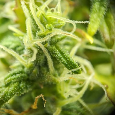 Emilia growlog timeline photo