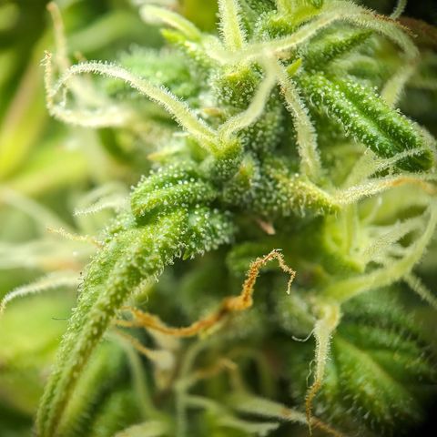 Emilia growlog timeline photo