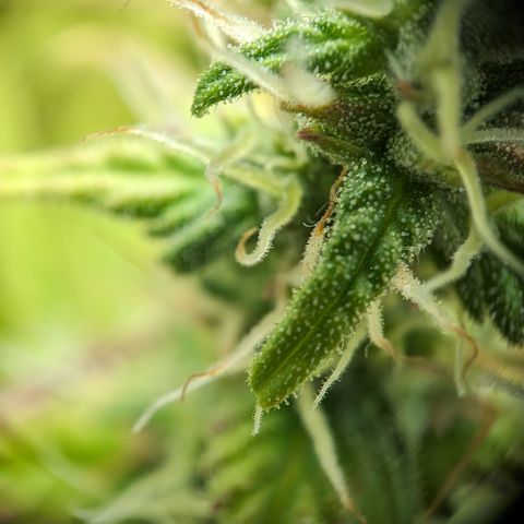 Emilia growlog timeline photo
