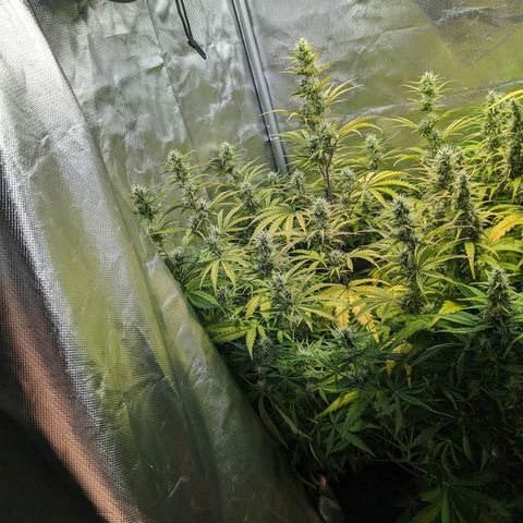 Emma growlog timeline photo