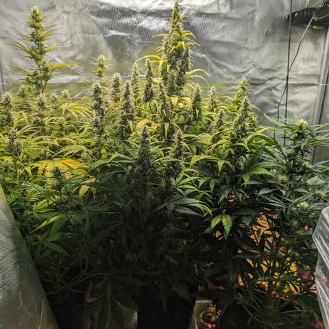 Emilia growlog timeline photo