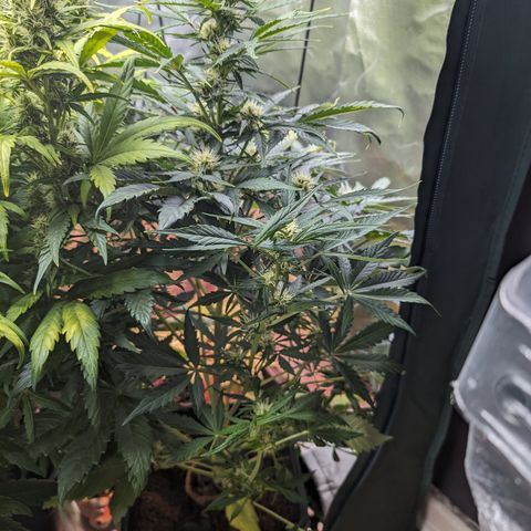 Elena growlog timeline photo
