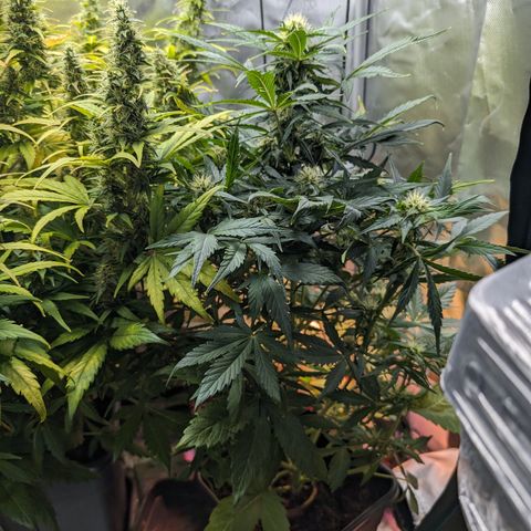 Elena growlog timeline photo