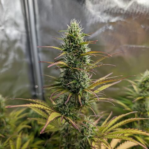 Emma growlog timeline photo