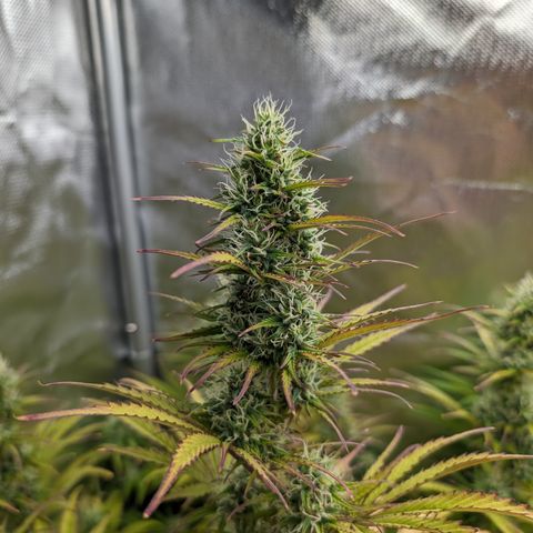 Emma growlog timeline photo