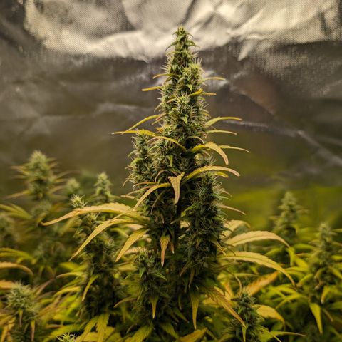 Emilia growlog timeline photo