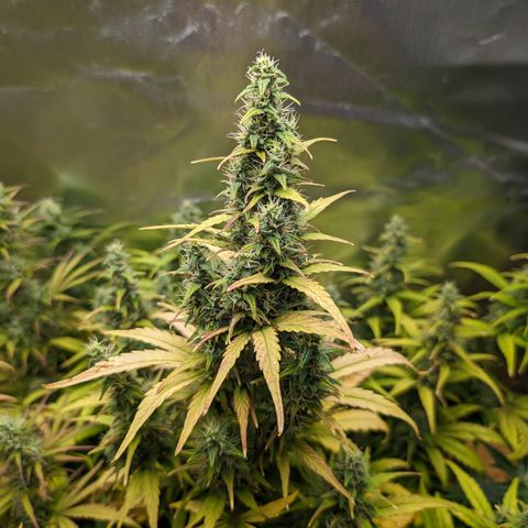 Emilia growlog timeline photo
