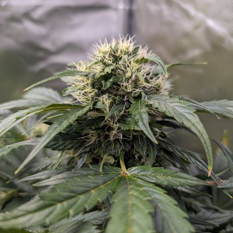 Elena growlog timeline photo