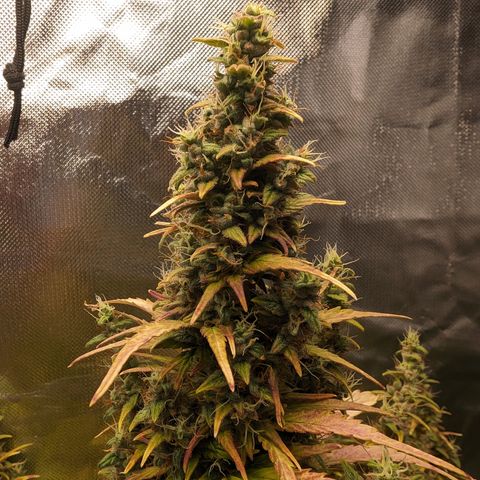 Emilia growlog timeline photo