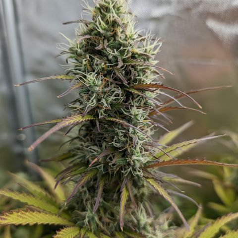 Emma growlog timeline photo