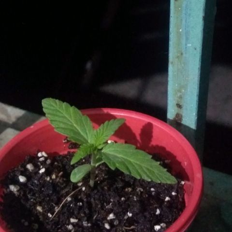 God Killa growlog timeline photo