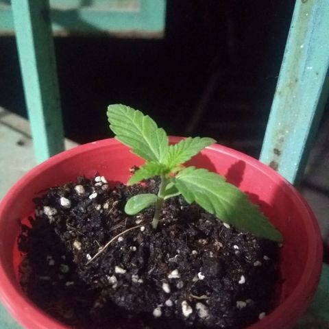 God Killa growlog timeline photo