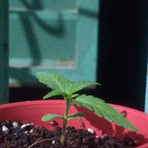 God Killa growlog timeline photo