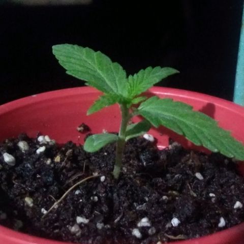 God Killa growlog timeline photo