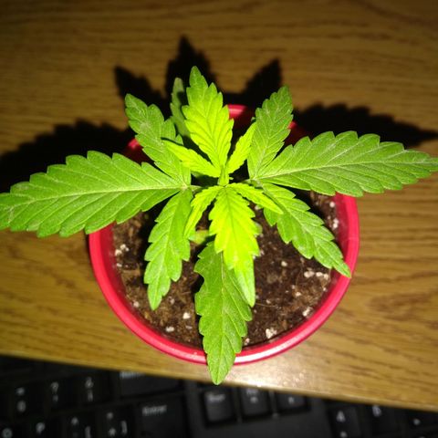 God Killa growlog timeline photo